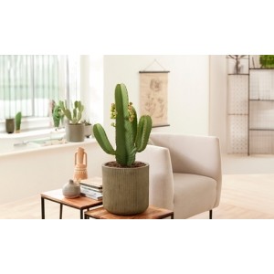 promo Plante Cowboy cactus pour décoration intérieure : 1 / Avec pot de 18 cm